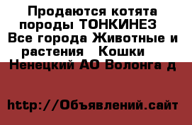 Продаются котята породы ТОНКИНЕЗ - Все города Животные и растения » Кошки   . Ненецкий АО,Волонга д.